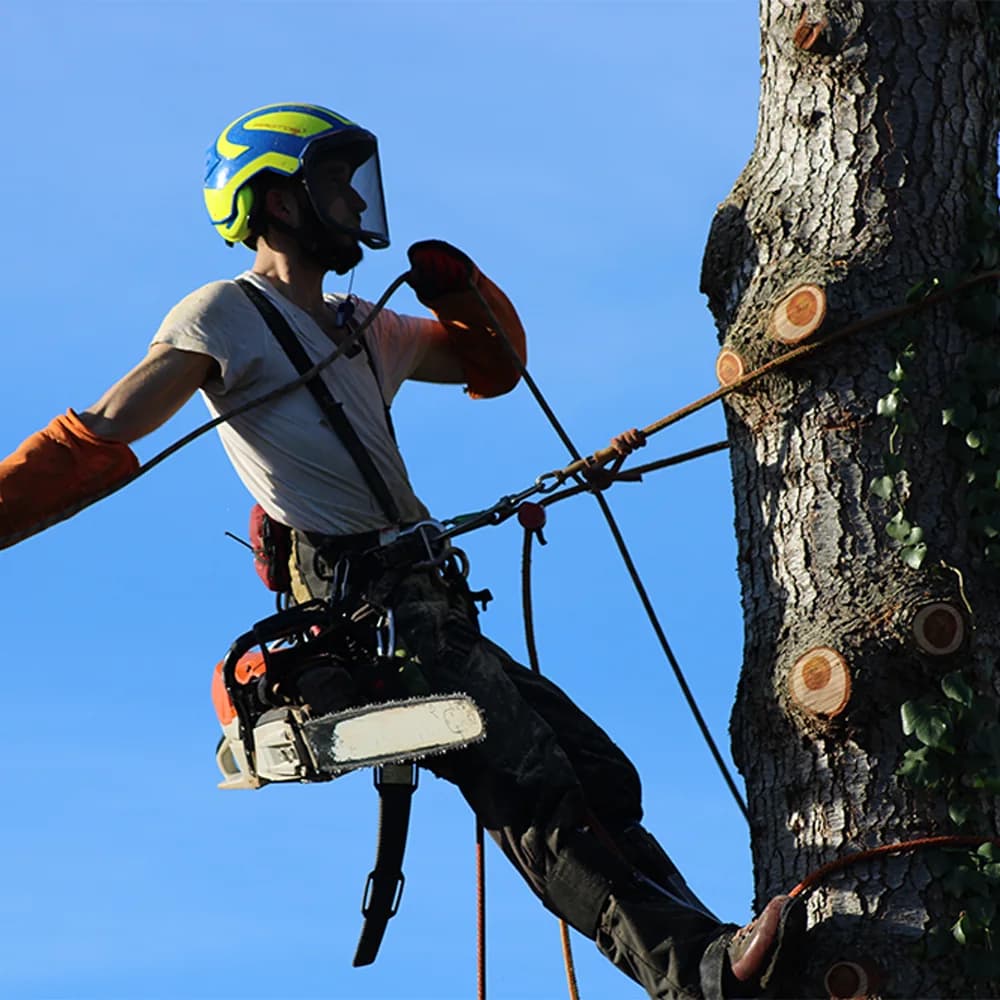 Abattage d’arbre réalisée par un professionnel