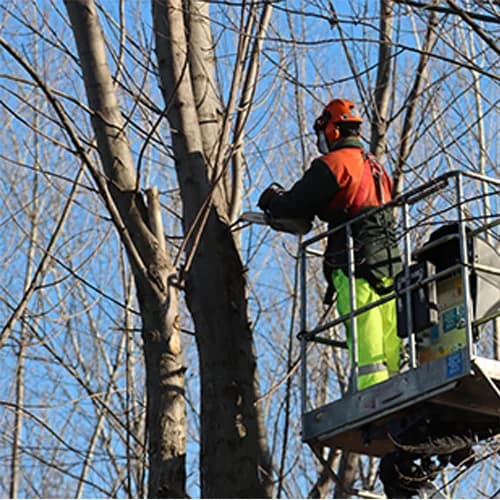 Élagage d’arbre réalisée par un professionnel